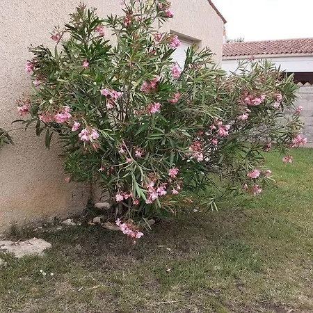 Hébergement de vacances Maison D'oléron